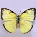 Pale clouded yellow Colias erate nilagiriensis